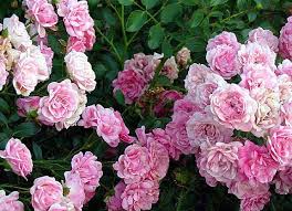Food fairy rose, paliparan iii, philippines. Rose The Fairy Climber