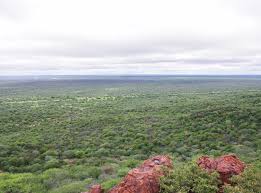 Image result for Croton gratissimus