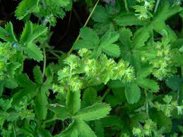 Image result for Alchemilla kiwuensis