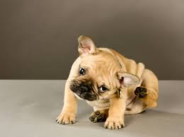 Ja, teebaumöl ist eine möglichkeit, einen parasitenbefall sicher, effektiv und natürlich anzugehen. Flohe Und Zecken Bei Hunden Abwehren Ganz Naturlich Ohne Chemie