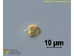 Image result for Peponium sp. A