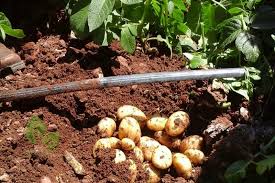 الطرق الحديثة لإضافة الأسمدة المعدنية مع الري الهندسة الزراعية