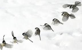 30 Cool Examples Of Sequence Photography Birds Flying Photography Sequence Photography Bird Drawings