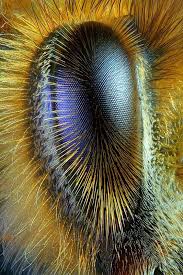 Eye Of A Honeybee 40x Ralph Grimm Jimboomba Queensland Australia Insect Eyes Animal Photography Bee