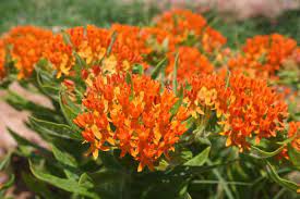 Plants make a lasting gift. Great Native Perennials For North Georgia Art Of Stone Gardening