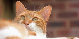 What are signs of respiratory infection in cats? Feline Calicivirus Fcv Infection International Cat Care