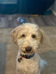 Pearl saz good morning my fwends. I learned a new enrichment twick my mommy  calls it the backwards figure 8. This one took me months to learn. And now  I'm so confident