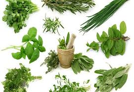 Semuanya menyumbangkan manfaat bagi kehidupan manusia dan alam sekitar. Jenis Dan Manfaat Tanaman Herbal Buat Kesehatan Dan Obat Obatan