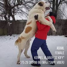 Eğer bir alabay köpeği sahiplenmeyi düşünüyorsanız bu yazımız tam da size göre! Lookaside Fbsbx Com Lookaside Crawler Media Me