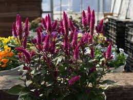 Celosia Asian Garden Annual Flowers Asian Garden Pink Garden