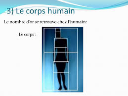 Résultat de recherche d'images pour "nombre d'or corps humain"