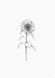 Printables Sunflower Sunflower Drawing Sunflower Sketches Sunflower Illustration