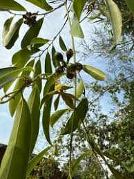 Image result for Artabotrys hexapetalus