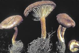 Image result for Clitocybe multiceps