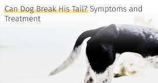 Can Dog Break His Tail Symptoms And Treatment Medrego Guide