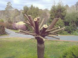Check spelling or type a new query. Mulberry Trimming Learn When And How To Prune A Mulberry Tree Dummer Garden Manage Gfingerã¯æœ€ã‚‚ãƒ—ãƒ­ãƒ•ã‚§ãƒƒã‚·ãƒ§ãƒŠãƒ«ãªã‚¬ãƒ¼ãƒ‡ãƒ‹ãƒ³ã‚°appã§ã™