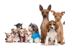 They are temperament tested by a professional dog trainer. Winter Pet Care Tips Keep Your Pet Warm This Winter
