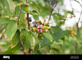 Image result for Lepisanthes senegalensis