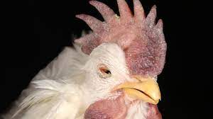It is also possible for the bird to transmit newcastle to humans. Backyard Chickens Hit Hard By A Long Gone Extremely Contagious Disease