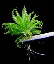 Image result for Pogostemon rogersii