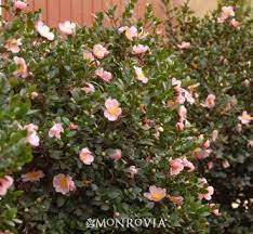Pin On Garden Ideas