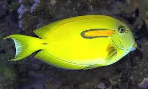 Tang Orange Shoulder