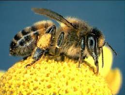 One of these bees also makes honey. Rethink Inc Day 10 Of The Bee My Honey Campaign Trivia Questions Answer This Question Correctly To Be Entered Into Our Drawing To Win A Prize The Winner Will Be Drawn