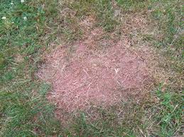 Maybe you would like to learn more about one of these? Question Fixing Patches Of Bare Earth In Lawn The Lawn Man