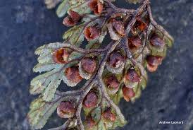 Image result for Hymenophyllum triangulare