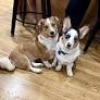 Blue Merle Corgi from www.reddit.com