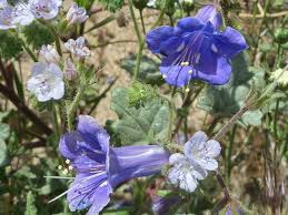 Chilopsis linearis is native to the southwestern united states and northern mexico, and is commonly seen in dry washes from 1500 to 5000 feet. 30 Mojave Desert Wildflowers Phacelia Campanularia
