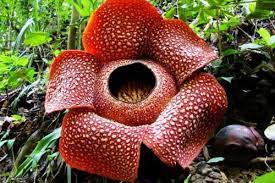 It has one of the largest. Top 10 Foul Smelling Flowers In The World Wonderslist