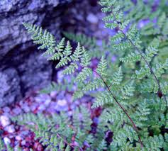 Image result for Cheilanthes inaequalis