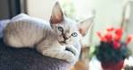 The Best Cat Breeds for People With Allergies