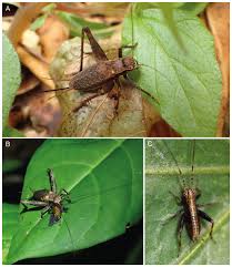 Image result for Philenoptera bussei