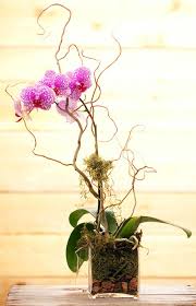 There are also plenty of planned activities available throughout the warm seasons. Plants Plant Arrangement Flora North Duluth Mn