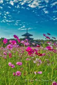 Pin On Random Pictures Of Nara Prefecture In Japan