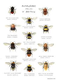 Bumblebee Species Art Print A4 Bee Poster Etsy Bumble Bee Bumble Bee Art Art Prints