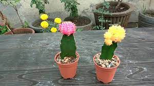 How to do a good moon cactus care. How To Care Moon Cactus à¤° à¤— à¤¨ à¤• à¤•à¤Ÿà¤¸ Youtube