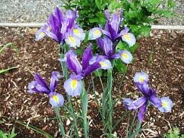 Spanish Irises Dutch Iris Iris Flowers