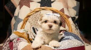 Any Cavalier king charles ?