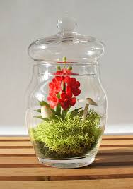 Tiny Vanda Orchid Terrarium By Missmossgifts On Etsy Com Orchideen Pflege Orchideen Terrarium Ideen