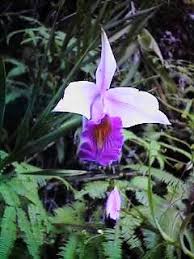 Habitat asal bunga ini ialah di kaki gunung kinabalu, sabah. Ooi S Flora Malaysiana Ver 1 0 Orarp01c Htm 98