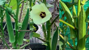 The most common lady finger plant material is ceramic. Best Tips To Grow Okra Lady Finger Plant At Home Naturally Youtube