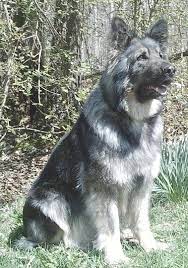 Maybe you would like to learn more about one of these? Gray German Shepherds