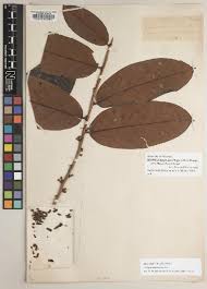 Image result for Landolphia letestui