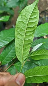 Image result for Maranthes