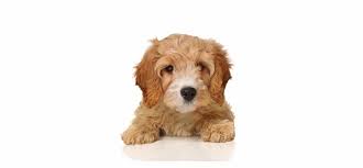 Checking all the boxes of a perfect family pet, these guys are gentle and placid. Cavapoo Puppies For Sale Adopt Your Puppy Today Infinity Pups