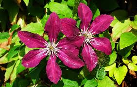 You will want to take once the clematis is rooted, you will want to make sure to maintain soil contact around the roots. Why Is Clematis Pruning So Hard Landscape Ontario
