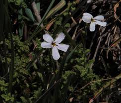 Image result for Hermannia boraginiflora